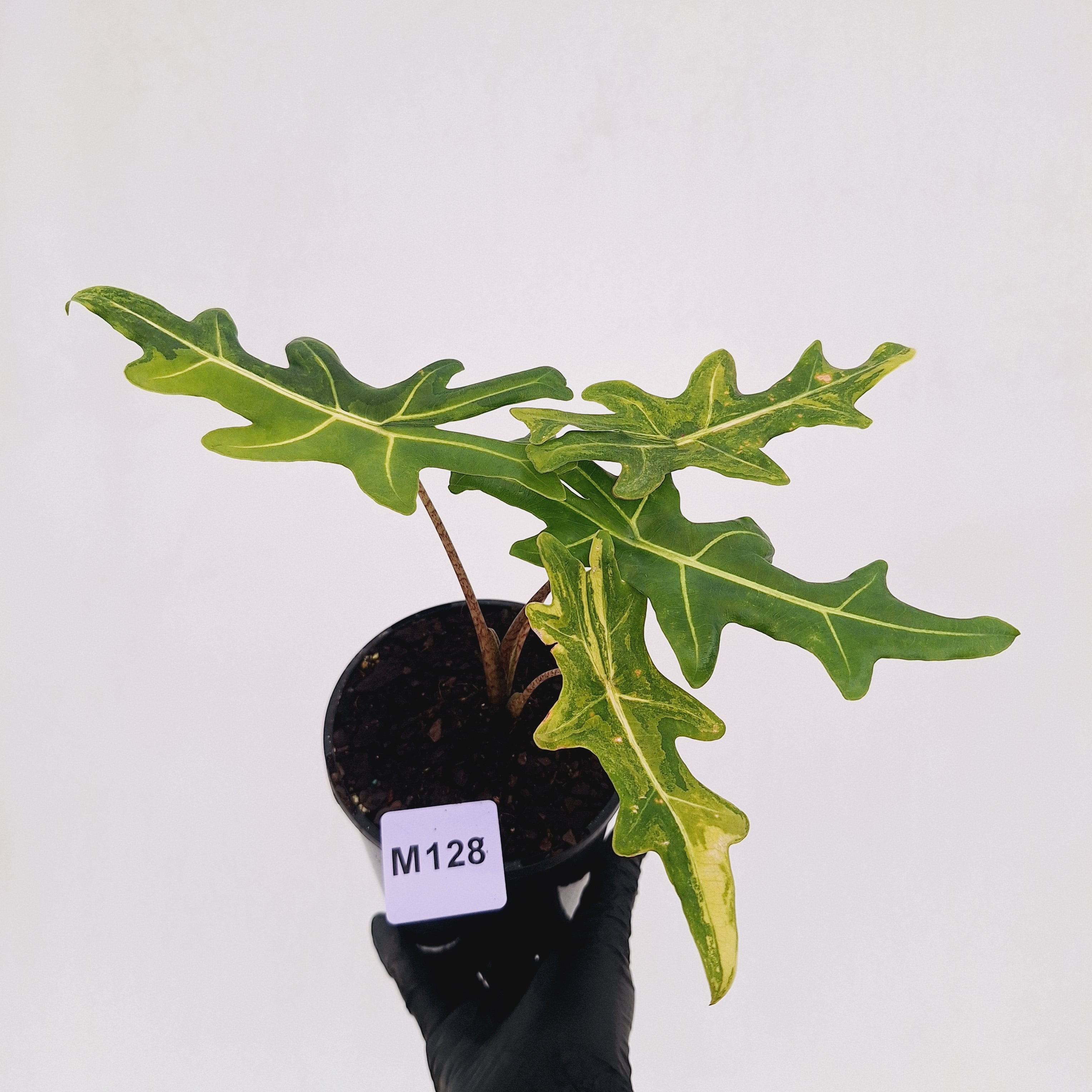 Alocasia portei Malaysian Monster variegata (aurea)