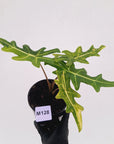 Alocasia portei Malaysian Monster variegata (aurea)