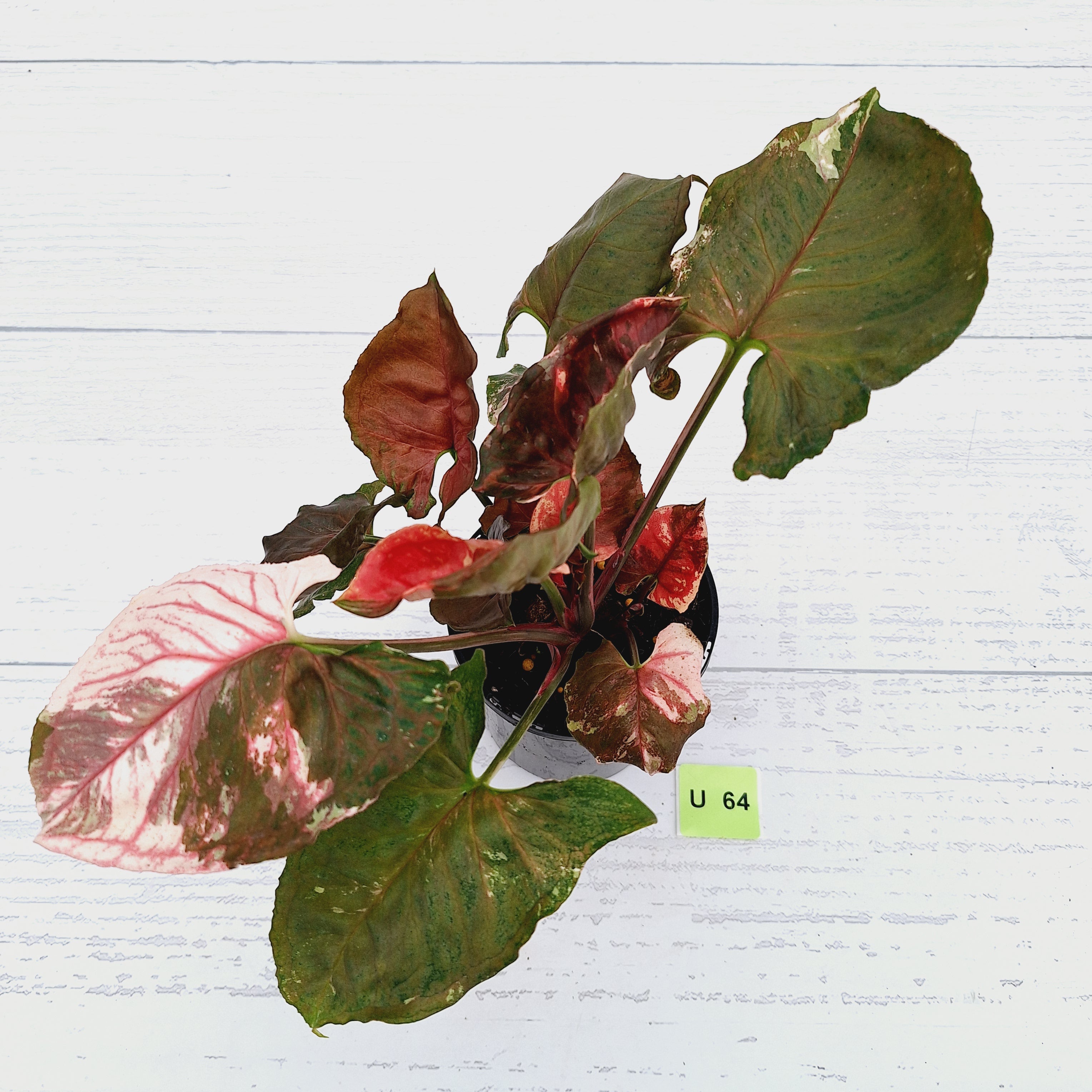 Syngonium podophyllum &#39; Strawberry Ice Galaxy&#39;