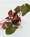 Syngonium podophyllum ' Strawberry Ice Galaxy'