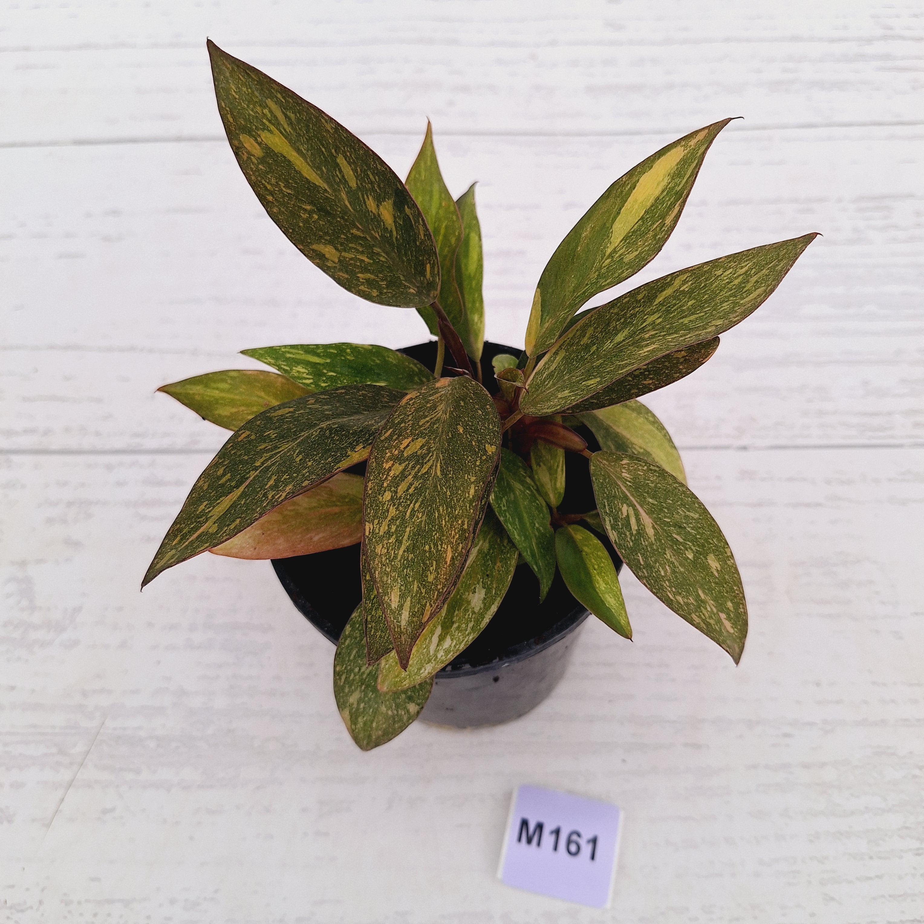 Philodendron 'Orange Princess' 70mm