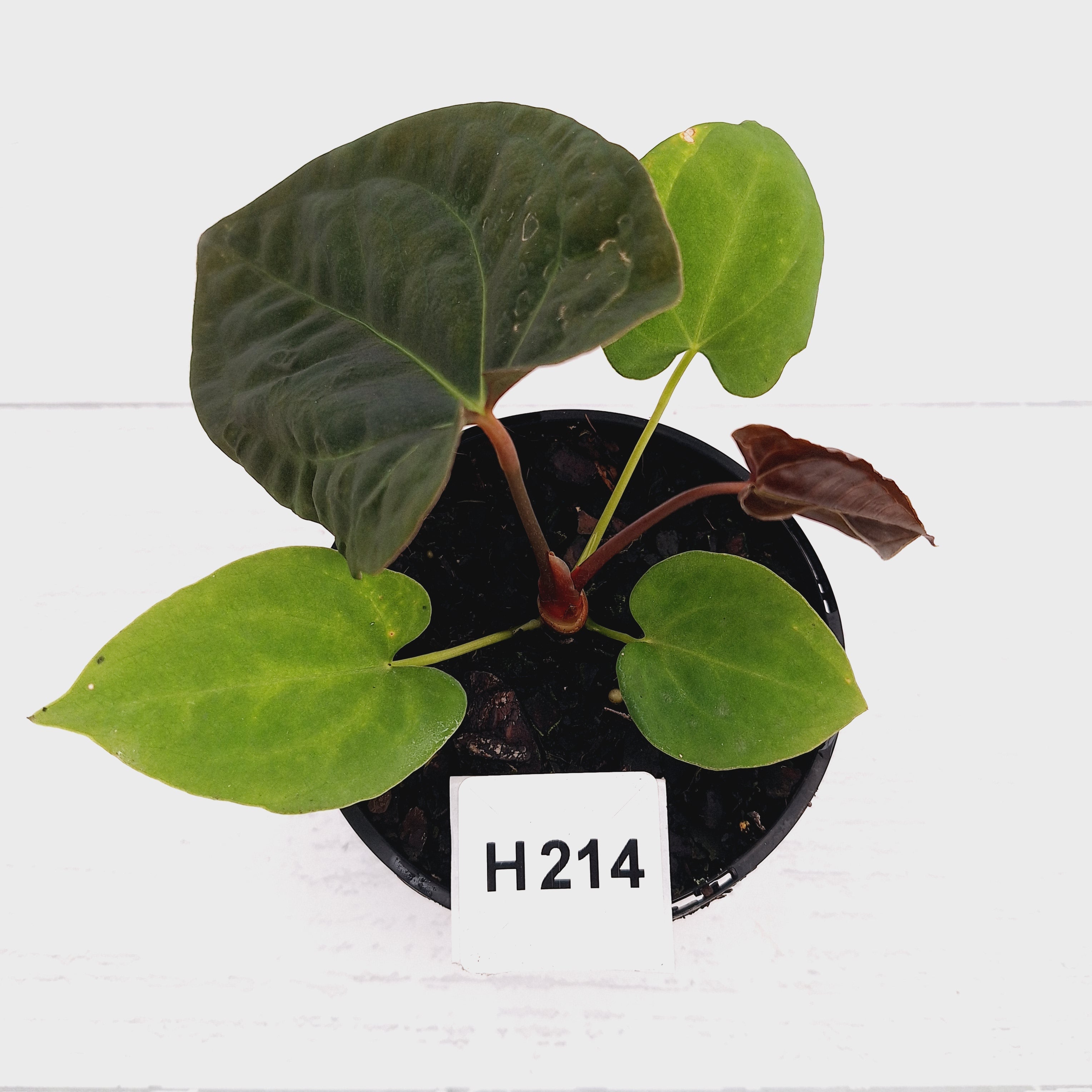 Anthurium 'Black Magic'