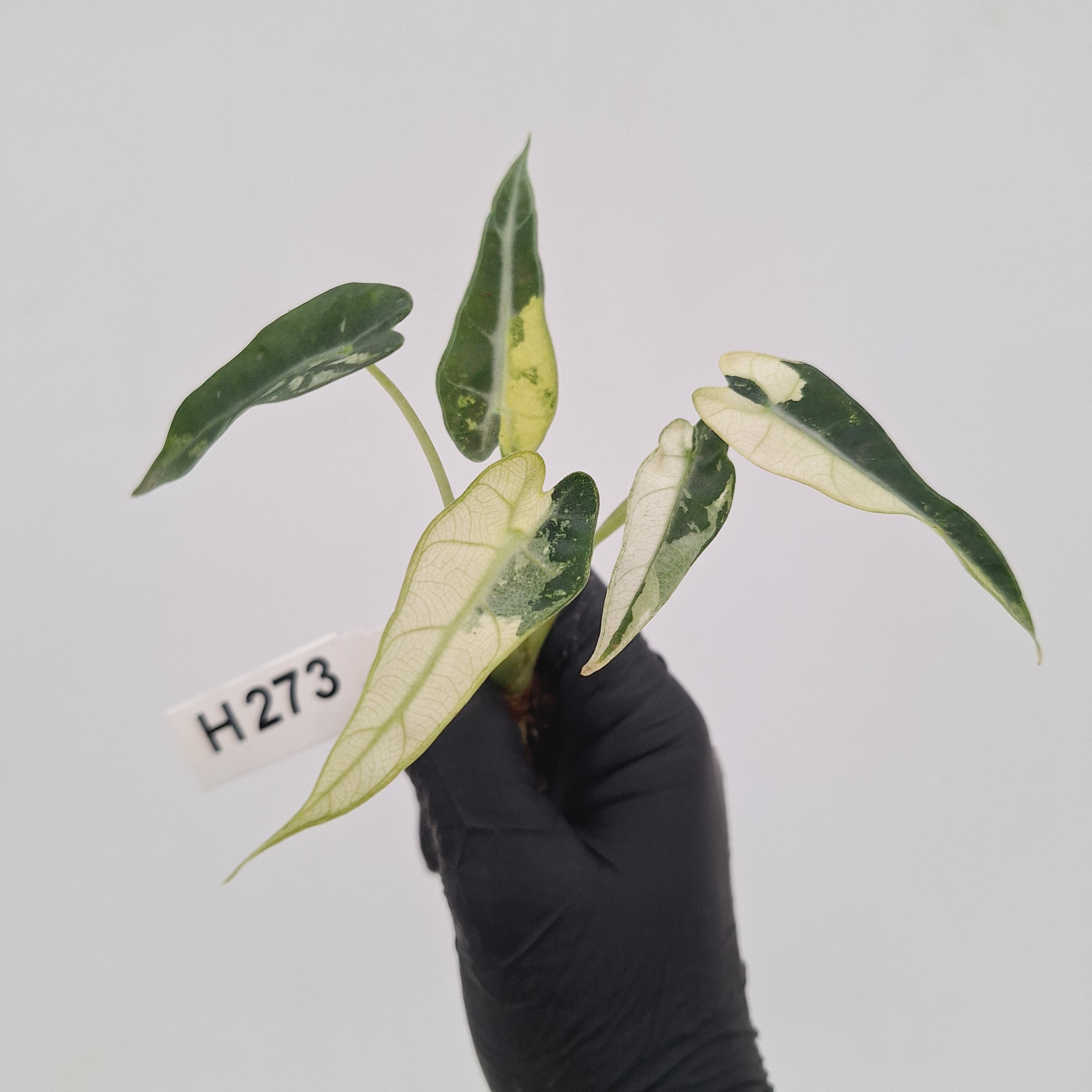 Alocasia Amazonica  bambino Variegata - Bare Bottom Baby - SALE