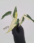 Alocasia Amazonica  bambino Variegata - Bare Bottom Baby - SALE