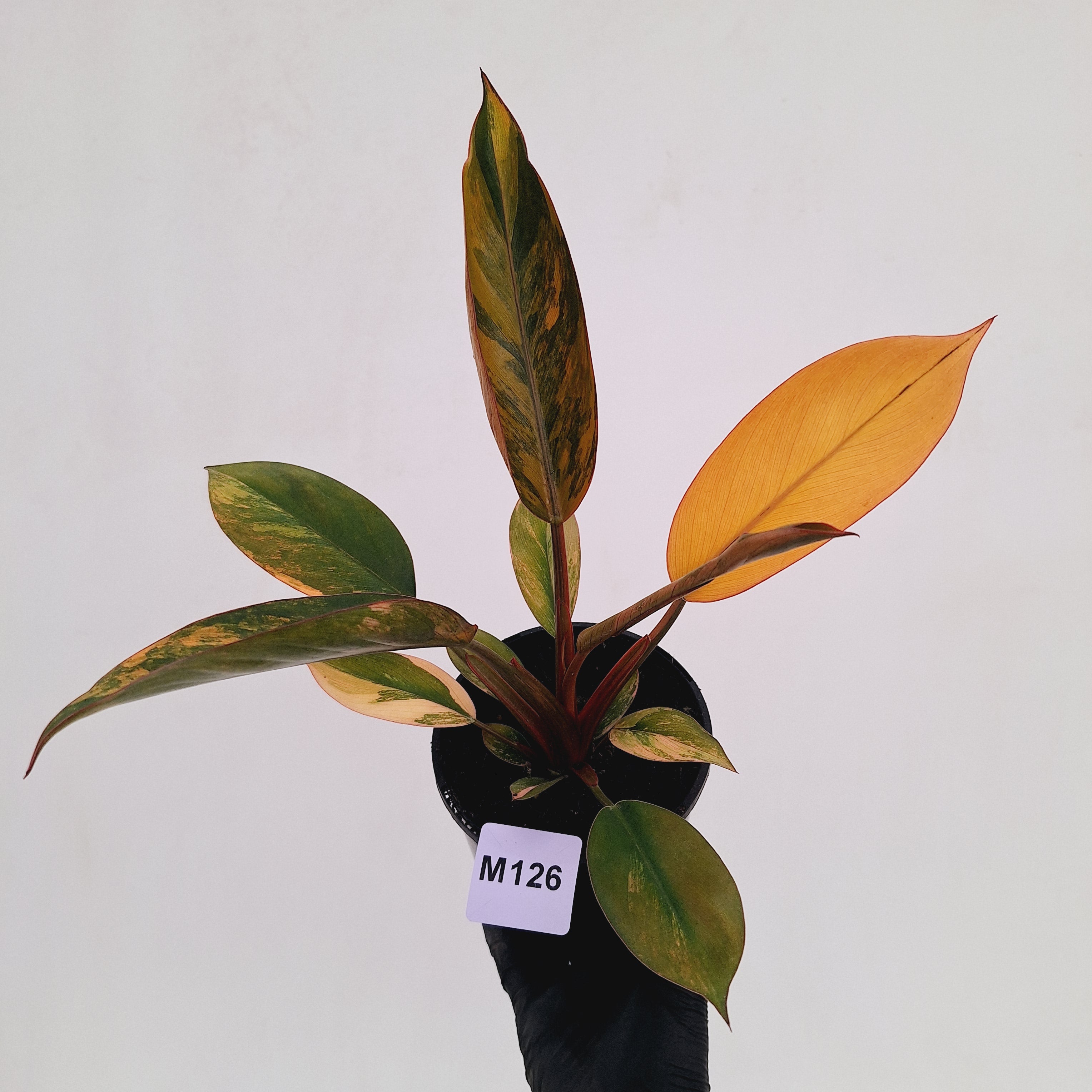 Philodendron 'Rojo Congo Variegated' 125mm
