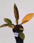 Philodendron 'Rojo Congo Variegated' 125mm