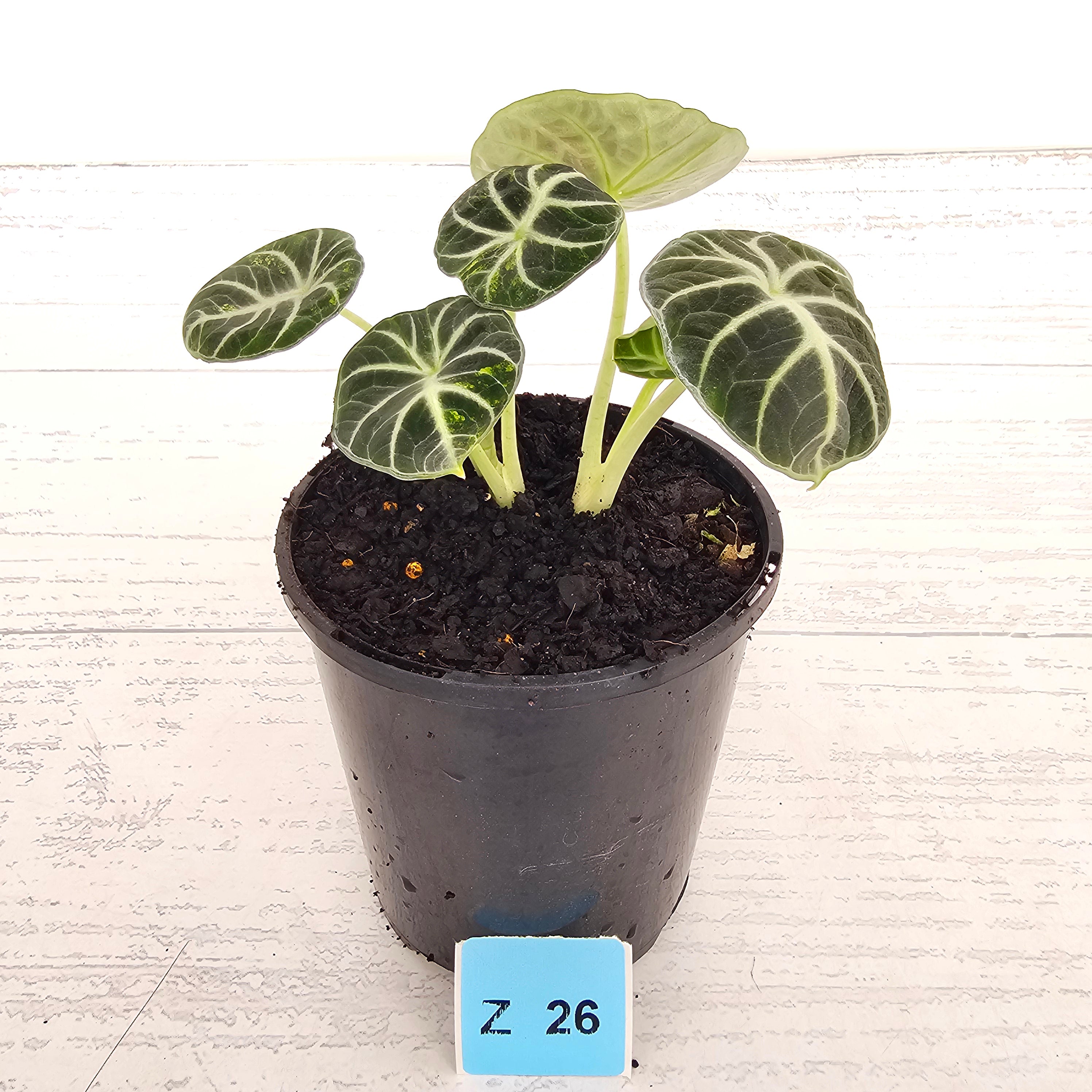 Alocasia reginula 'Ninja Variegata'