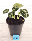 Alocasia reginula 'Ninja Variegata'