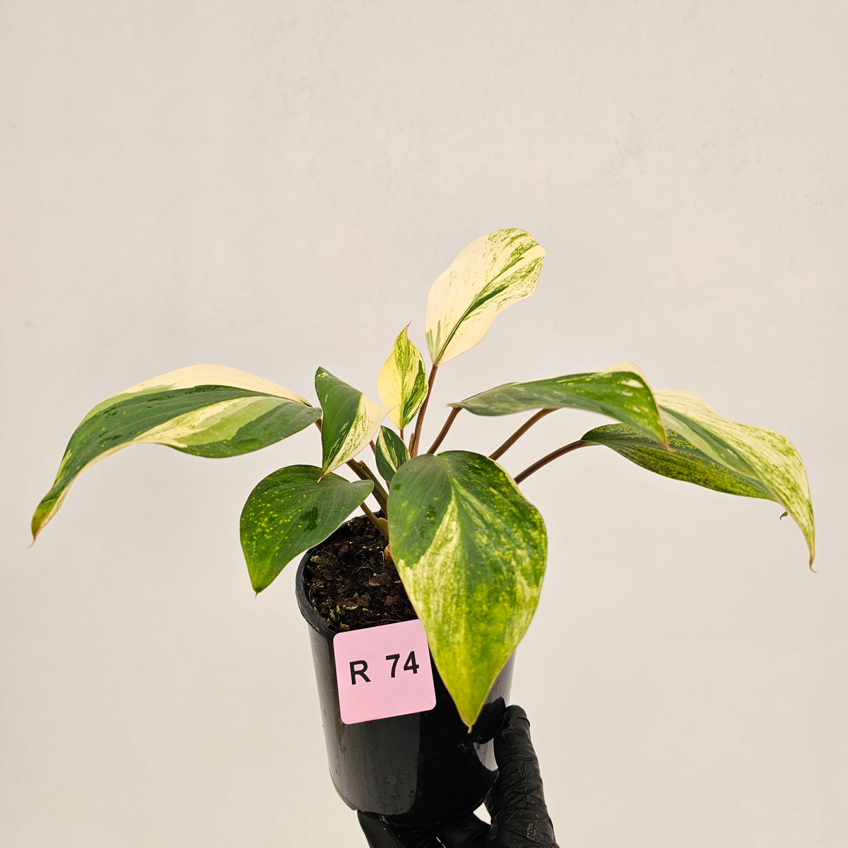 Homalomena 'Tropical Green' Variegata -sale