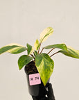 Homalomena 'Tropical Green' Variegata -sale