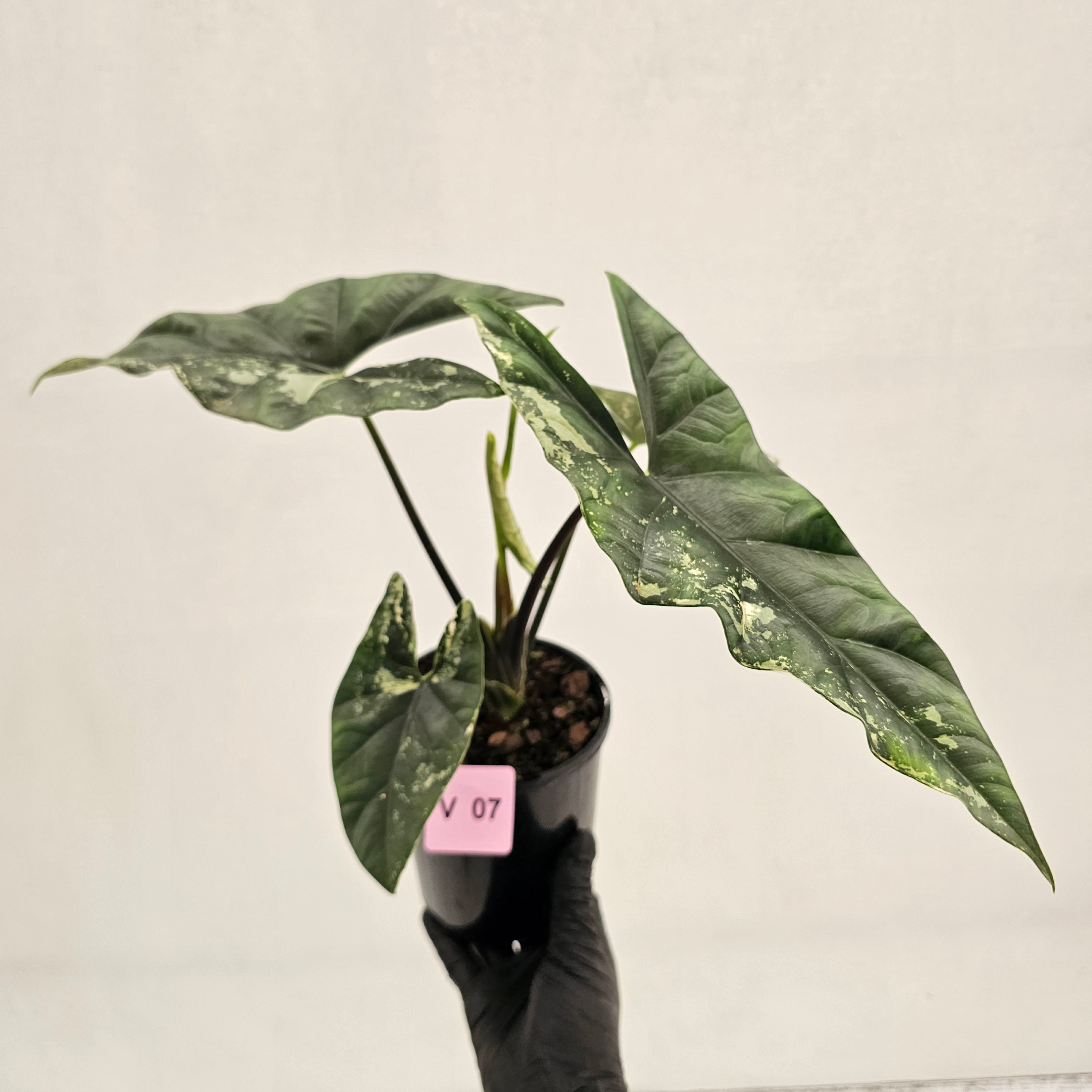 Alocasia ‘Simpo Albo’ Variegata - SALE