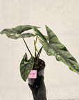 Alocasia ‘Simpo Albo’ Variegata - SALE