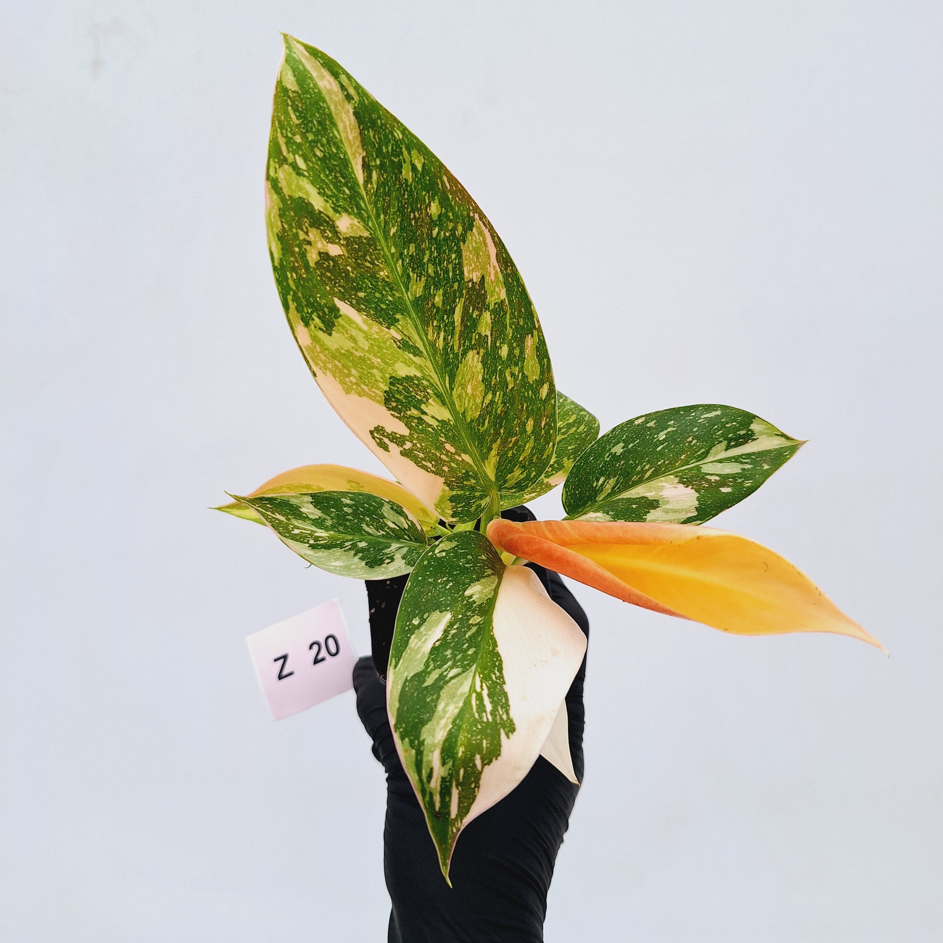 Philodendron Green Congo Variegata (Nuclear)