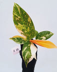 Philodendron Green Congo Variegata (Nuclear)