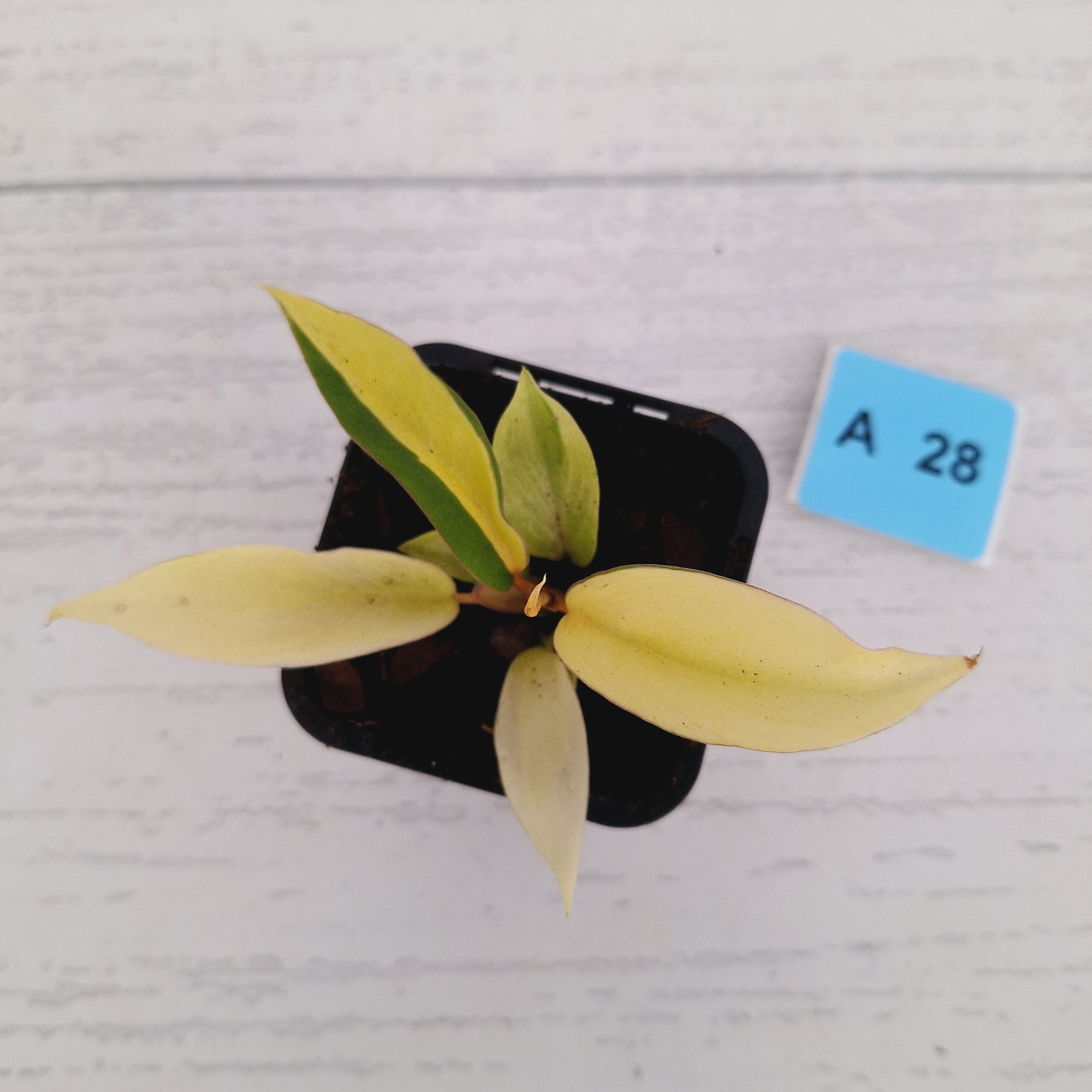 Philodendron pinnatifidum 'Jungle Fever Egg Yolk'