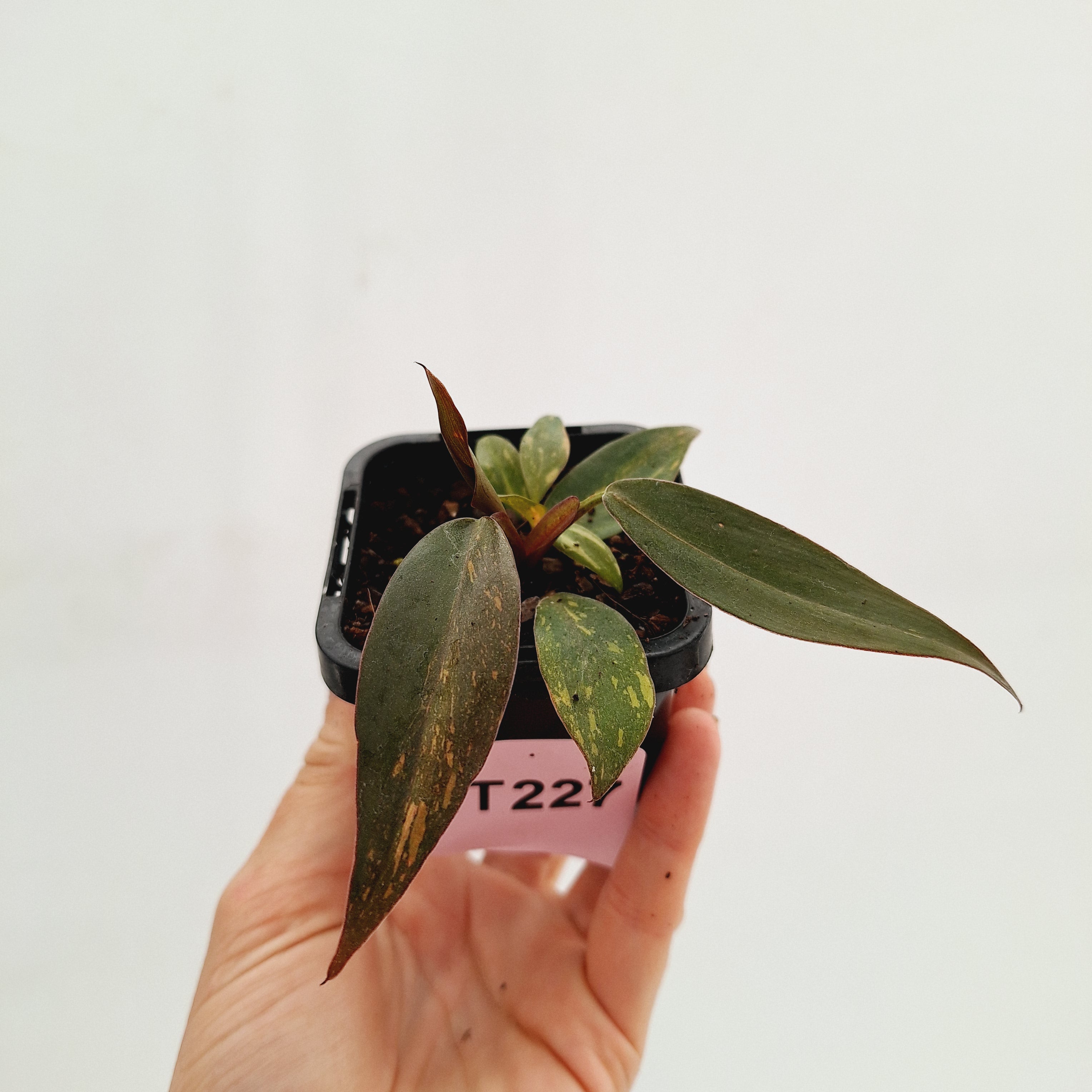 Philodendron &#39;Orange Princess&#39;