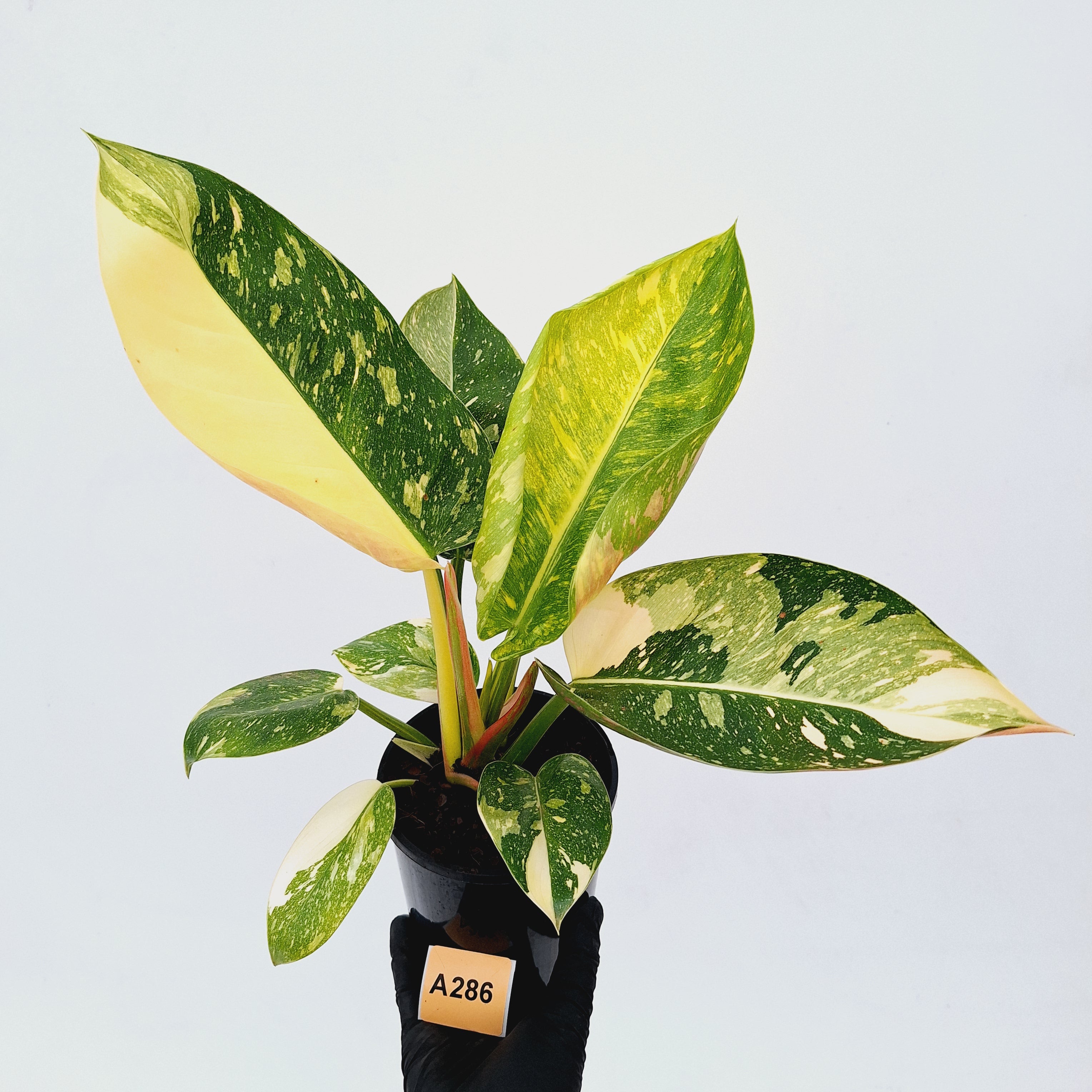 Philodendron Green Congo Variegata (Nuclear)