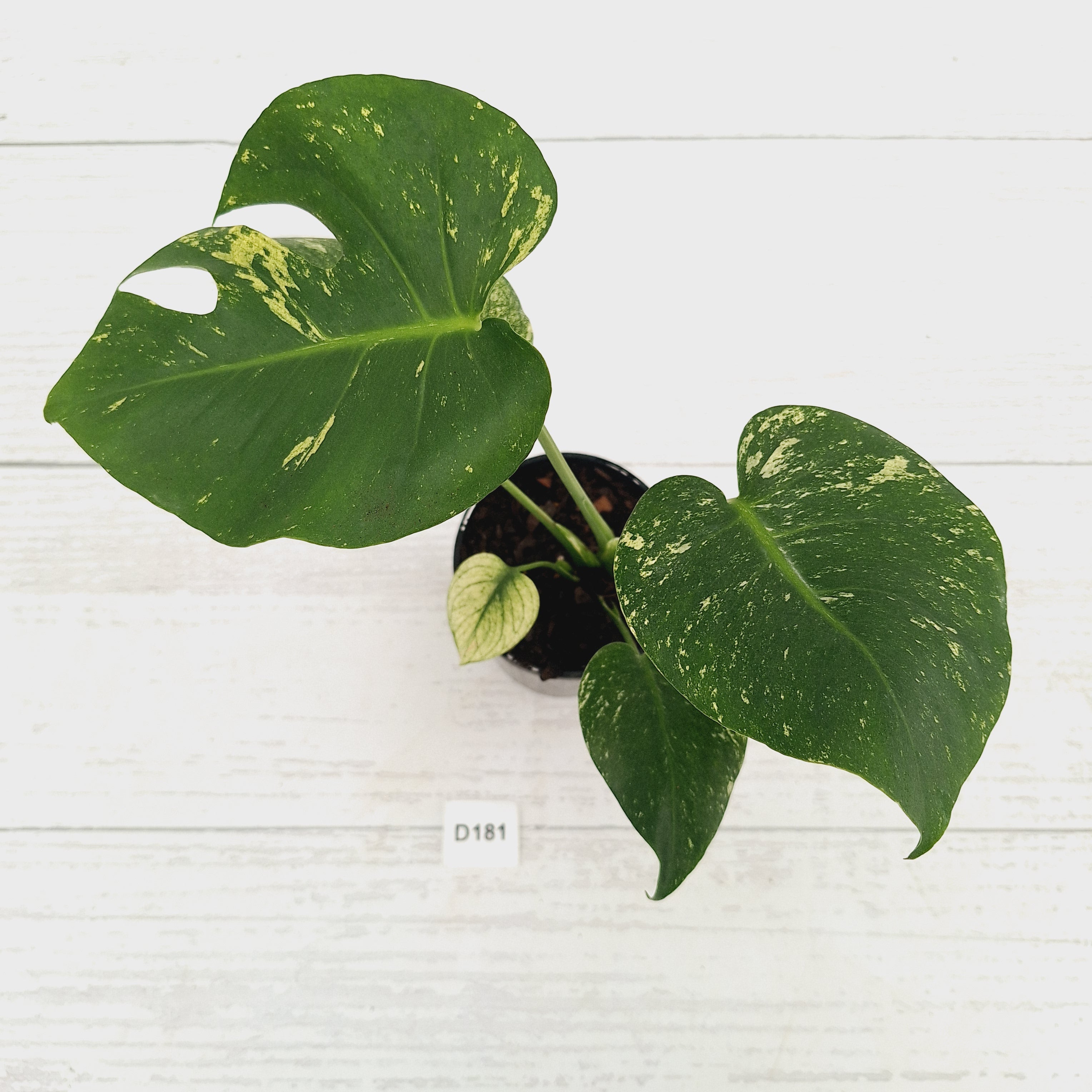 Monstera Deliciosa 'Mint' – Enliven Plants