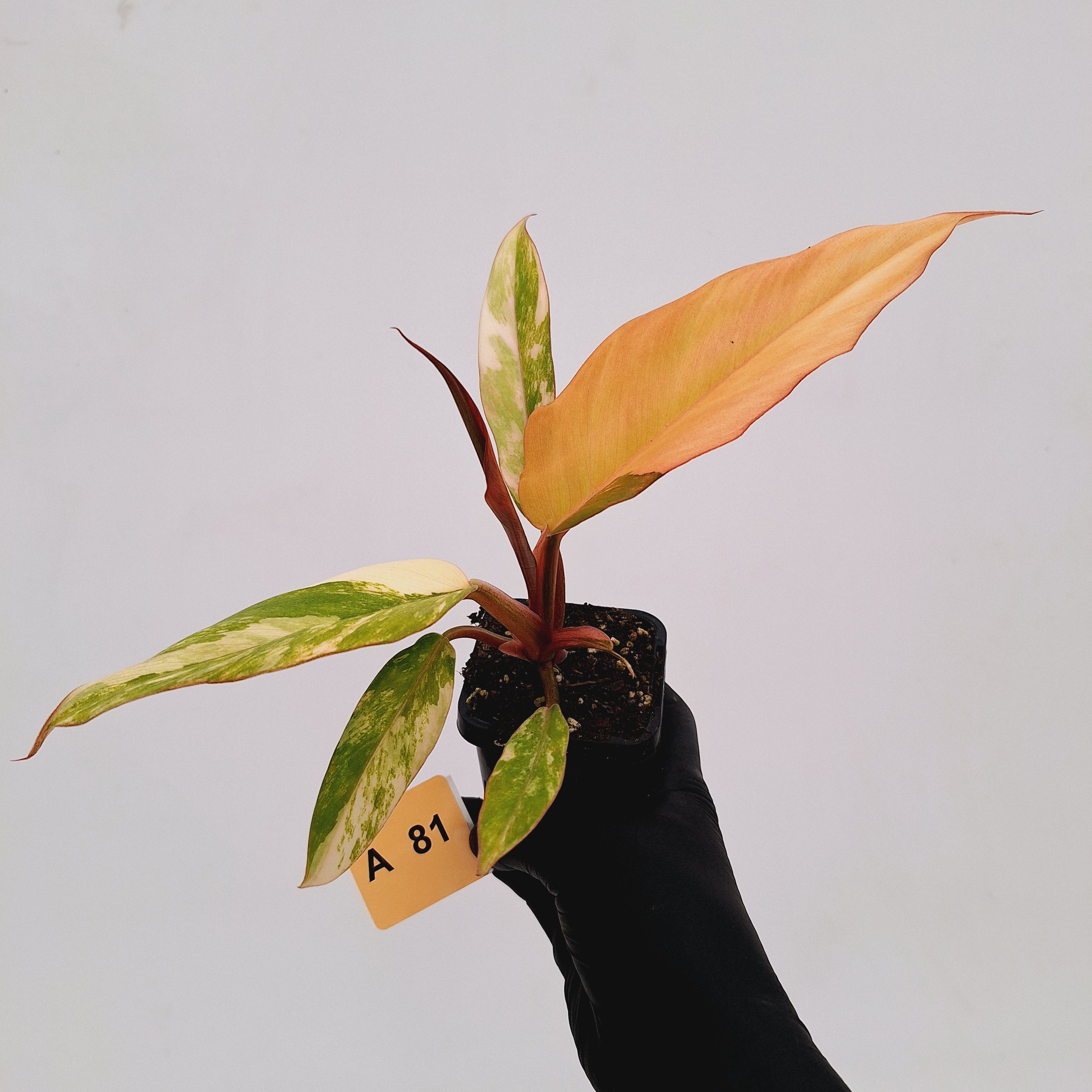 Philodendron serratum Caramel Marble