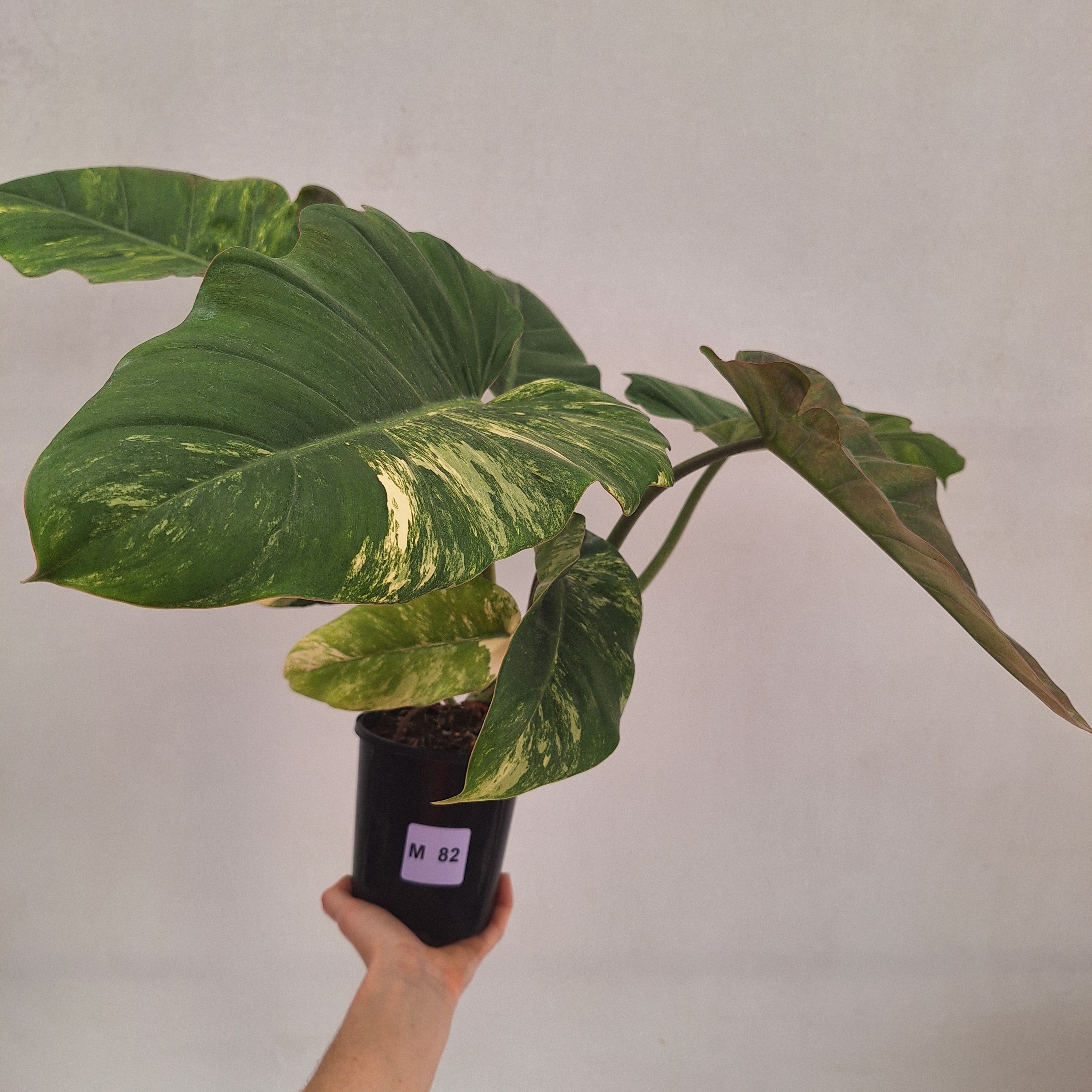Philodendron pinnatifidum 'Jungle Fever Egg Yolk"