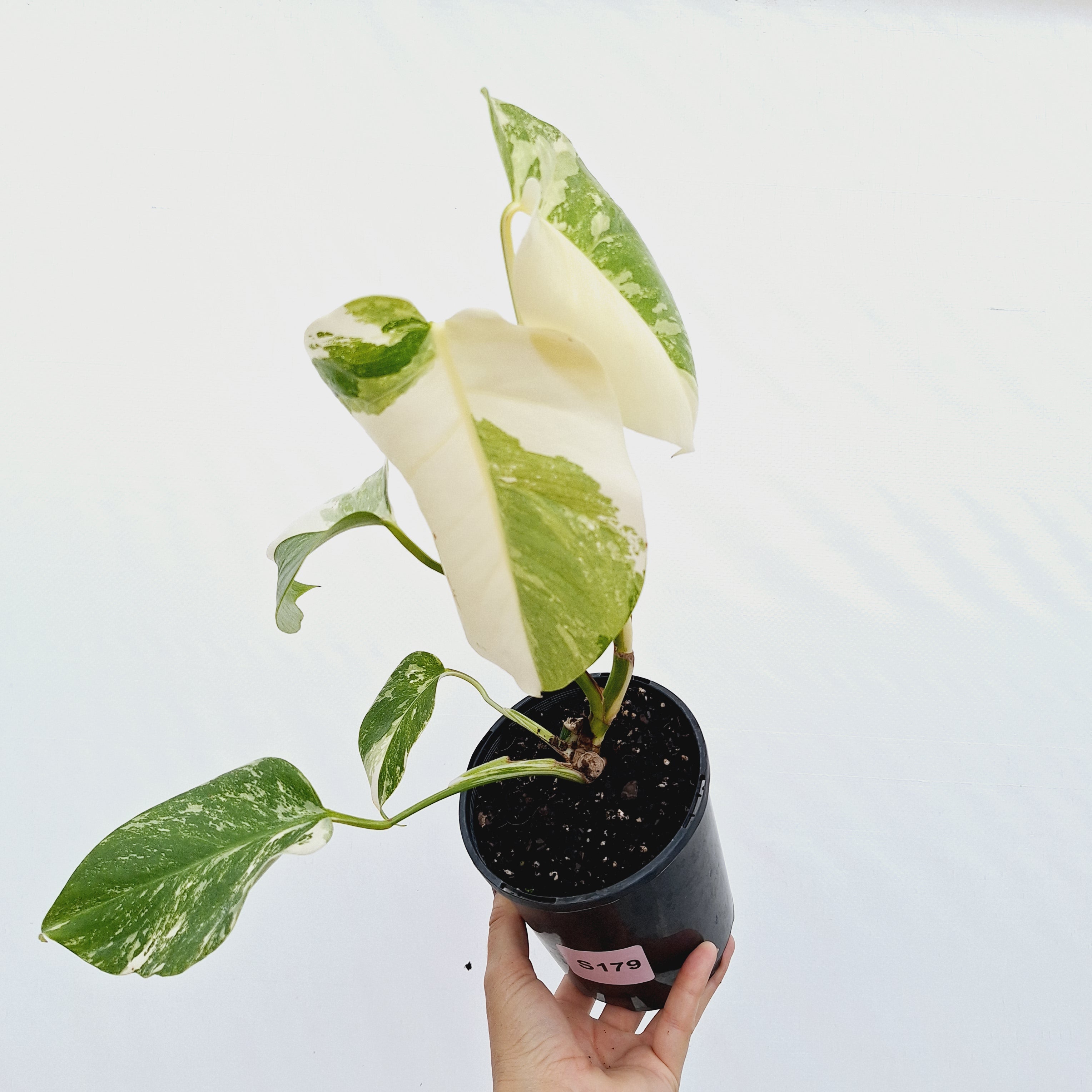 Monstera borsigiana &#39;Albo&#39;