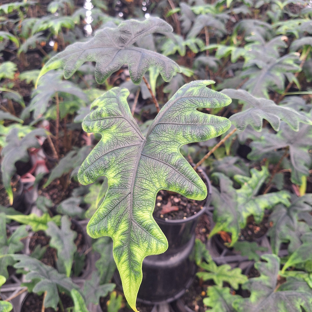 Alocasia tandurusa 'Jacklyn' perfectly imperfect