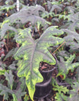 Alocasia tandurusa 'Jacklyn' perfectly imperfect