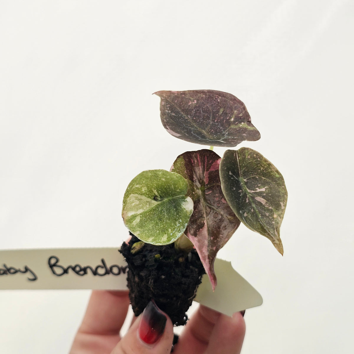 Alocasia cuprea Variegata -Bare Bottom Baby - Baby Brendan