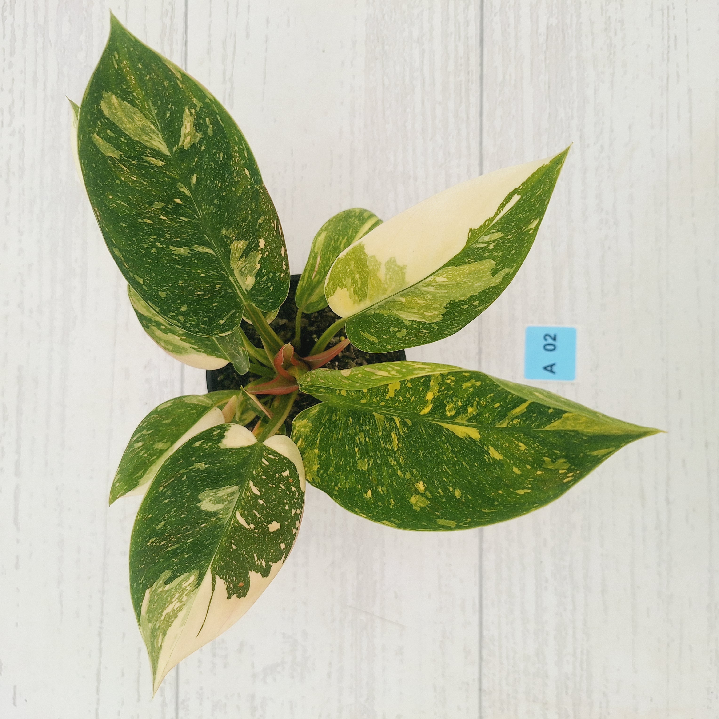 Philodendron Green Congo Variegata (Nuclear)