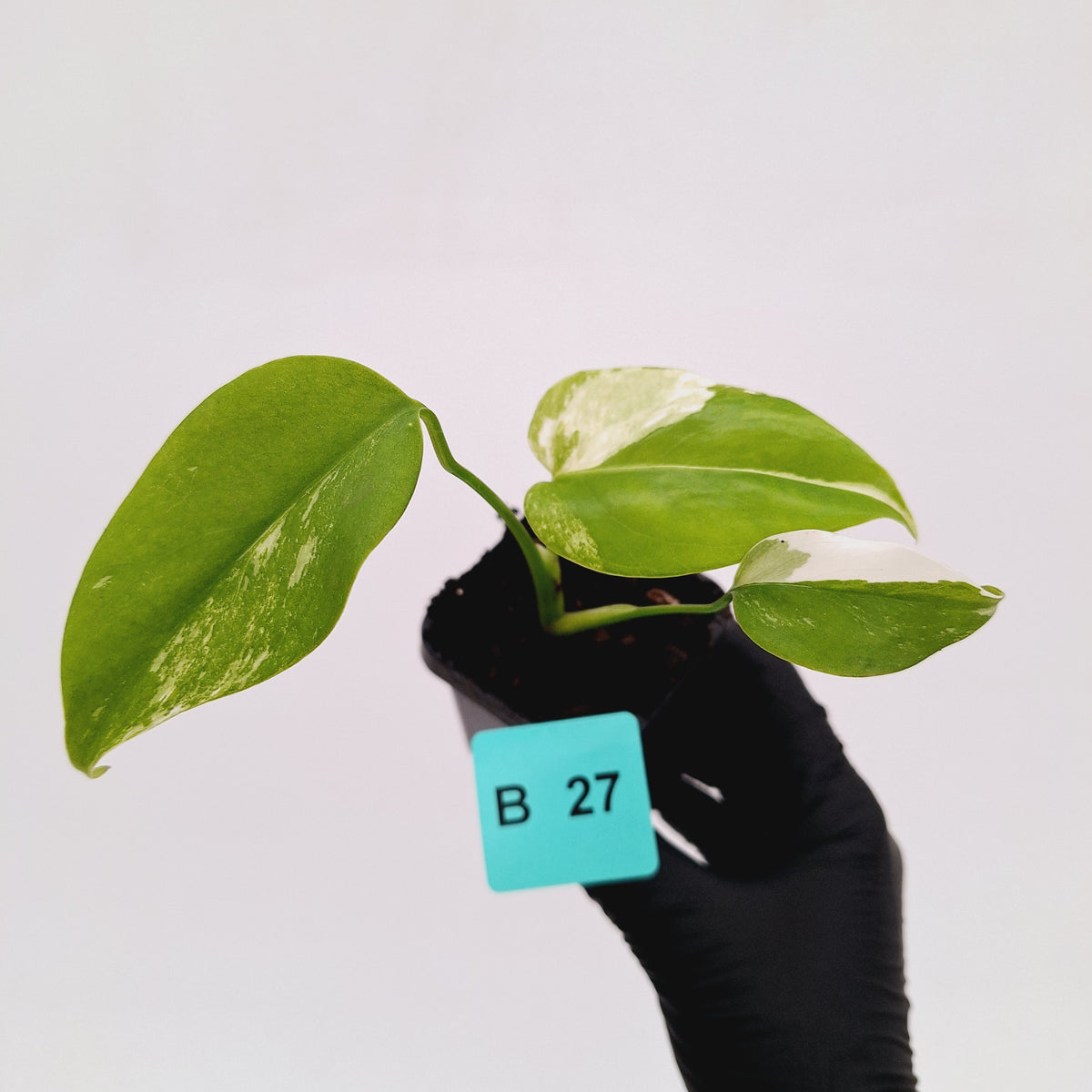 Monstera borsigiana 'Albo' - SALE