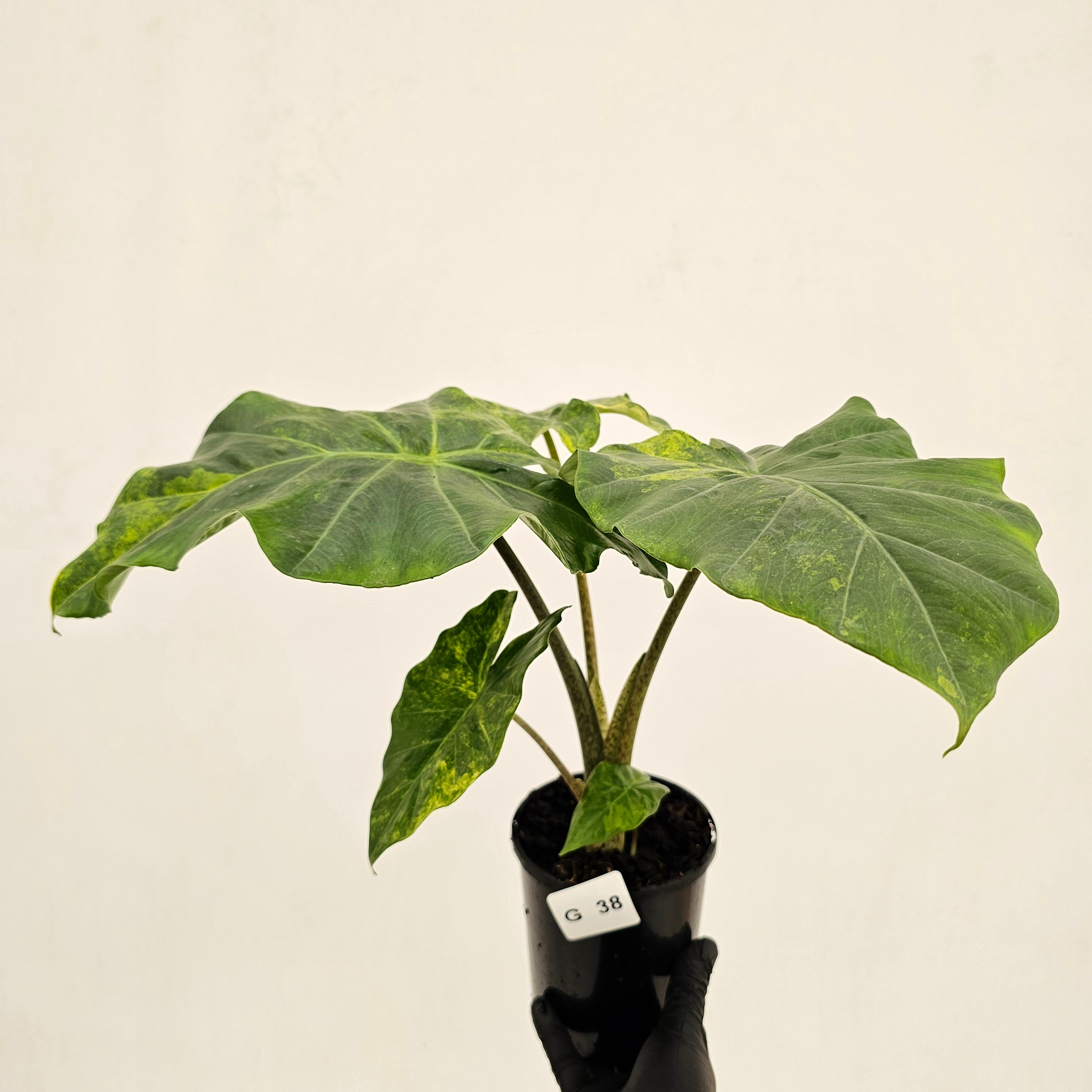Alocasia Portora Variegata - SALE
