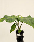 Alocasia Portora Variegata - SALE