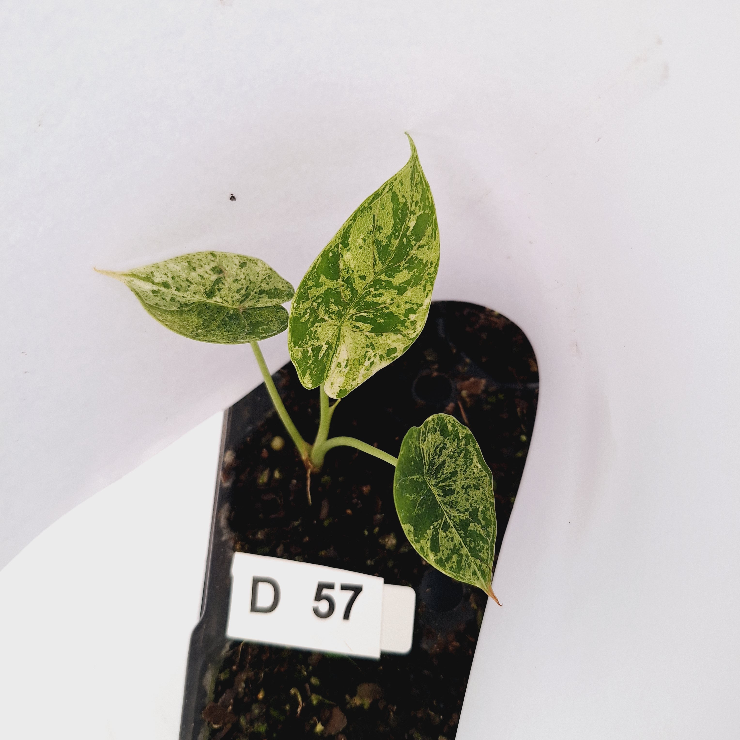 Alocasia baginda ‘Dragon Scale Mint’ - Bare Bottom Baby