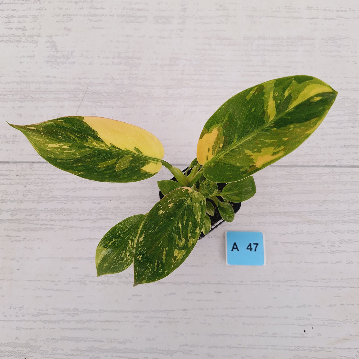 Philodendron Green Congo Variegata (Nuclear)
