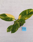 Philodendron Green Congo Variegata (Nuclear)