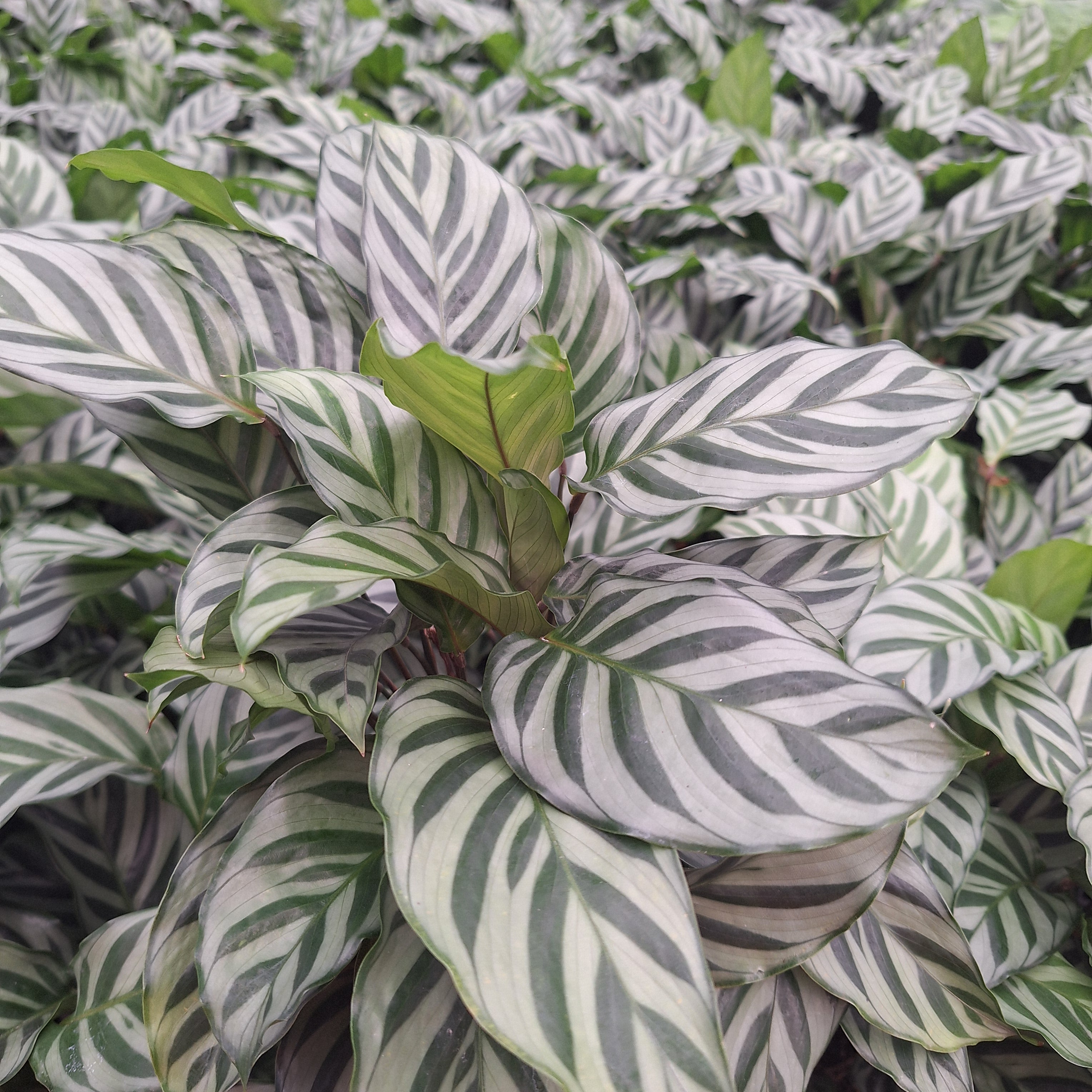 Calathea concinna Freddy
