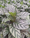 Calathea concinna Freddy