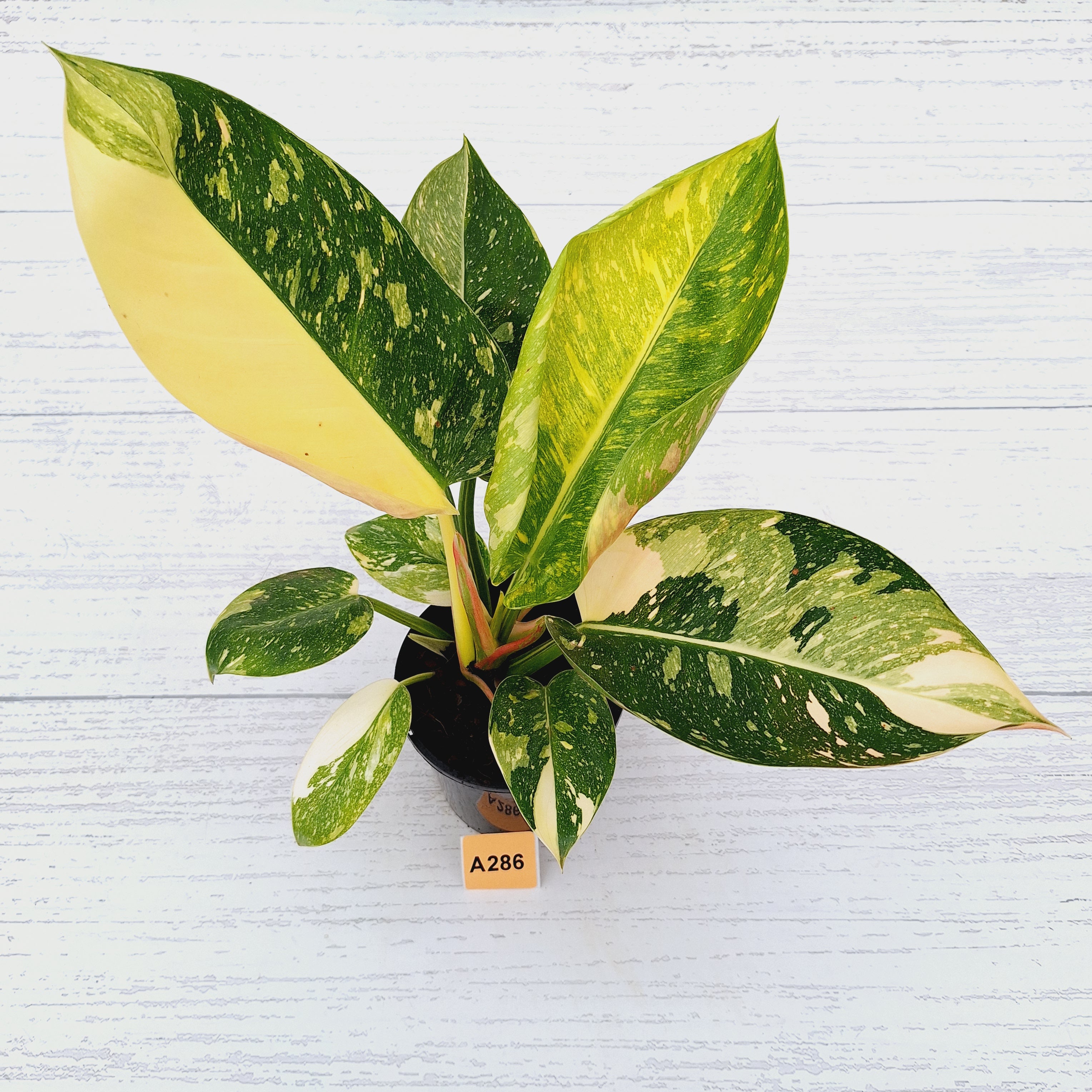 Philodendron Green Congo Variegata (Nuclear)