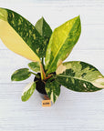 Philodendron Green Congo Variegata (Nuclear)