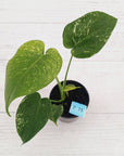 Monstera Deliciosa 'Mint'