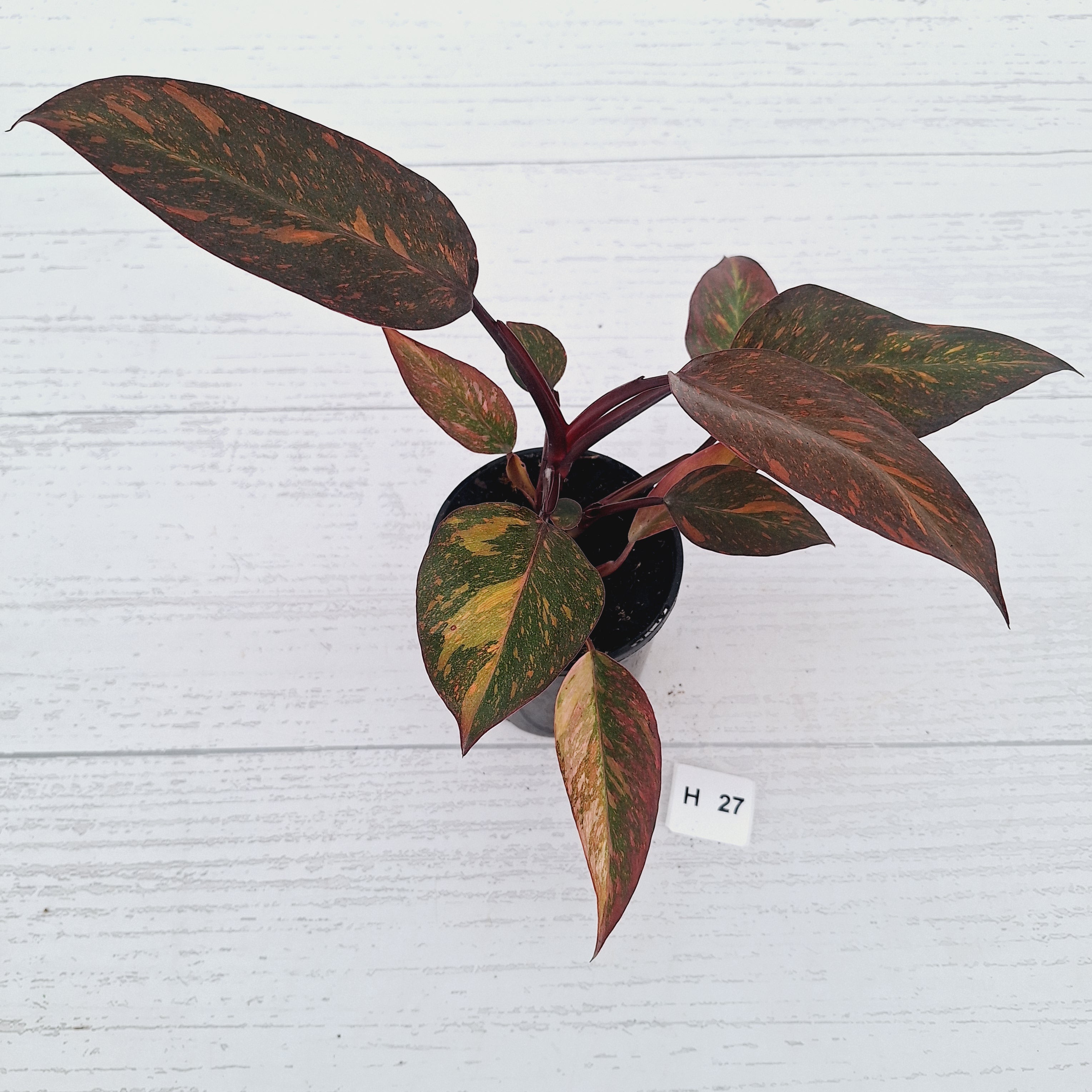 Philodendron 'Orange Princess' - FLASH SALE