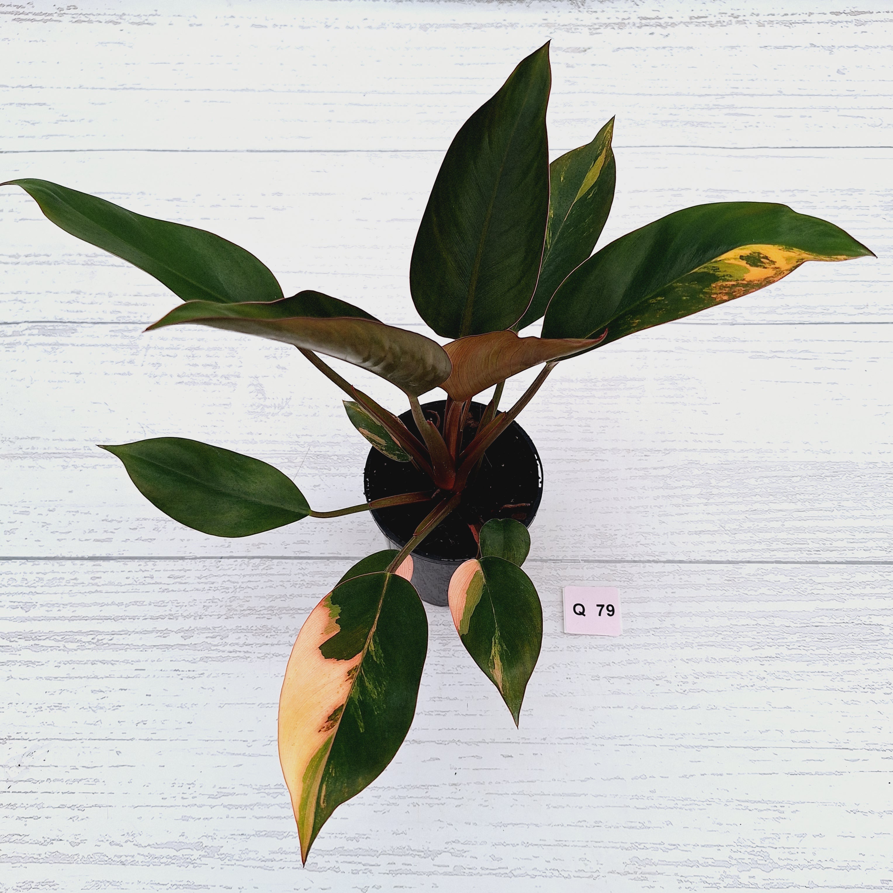 Philodendron &#39;Rojo Congo Variegated&#39;