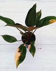 Philodendron 'Rojo Congo Variegated'