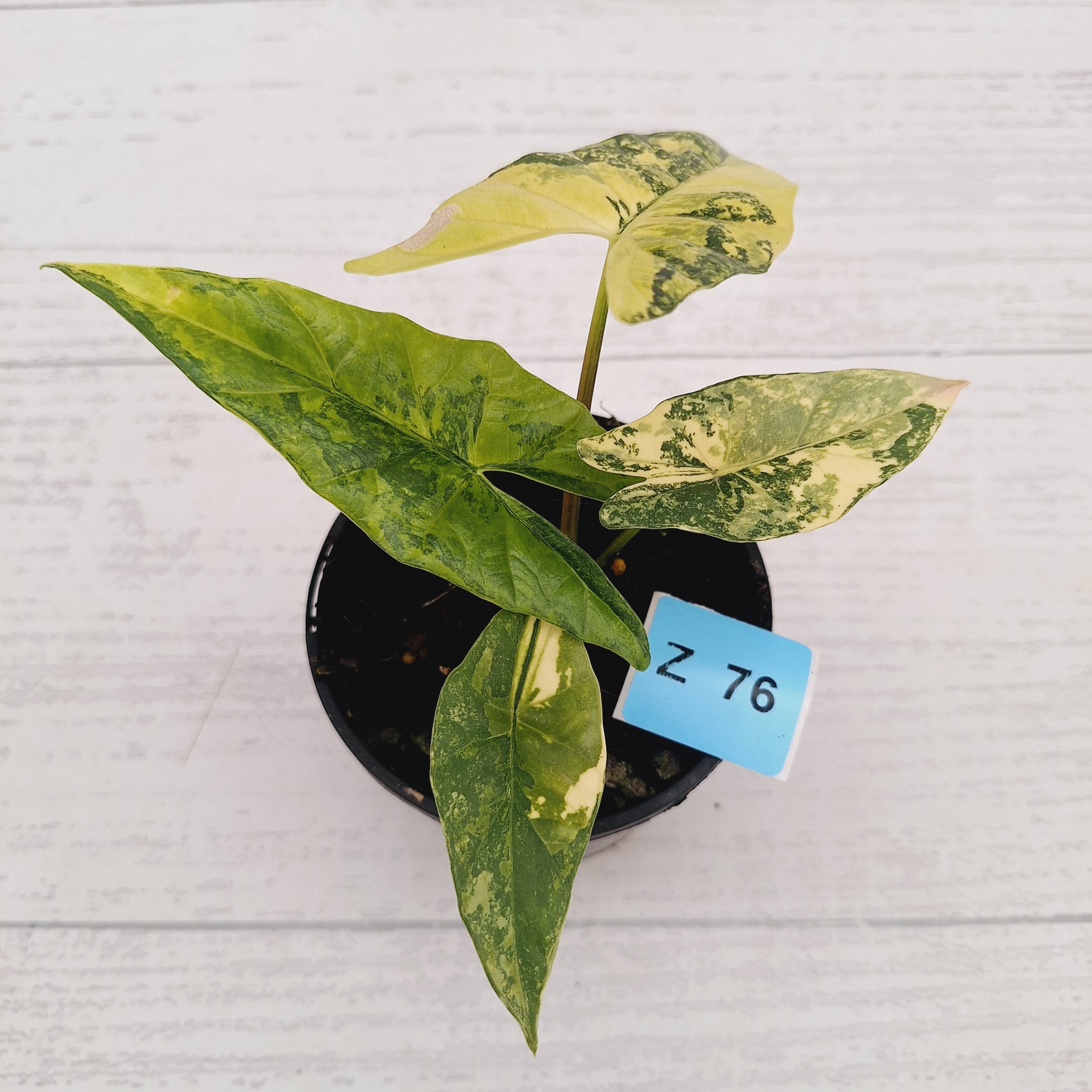 Alocasia ‘Simpo Aurea’ Variegata