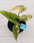 Alocasia ‘Simpo Aurea’ Variegata