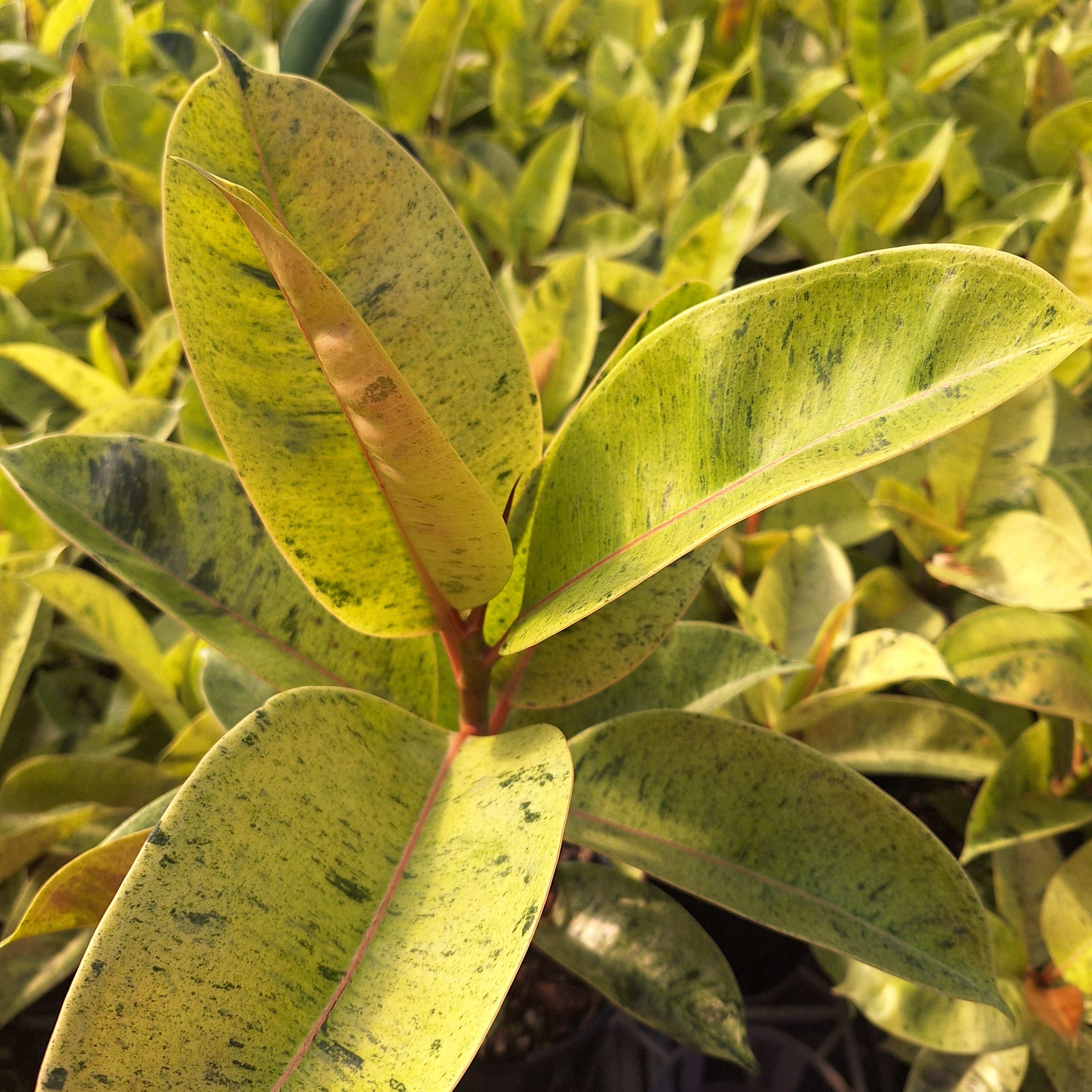 Ficus elastica Shivereana