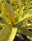 Ficus elastica Shivereana