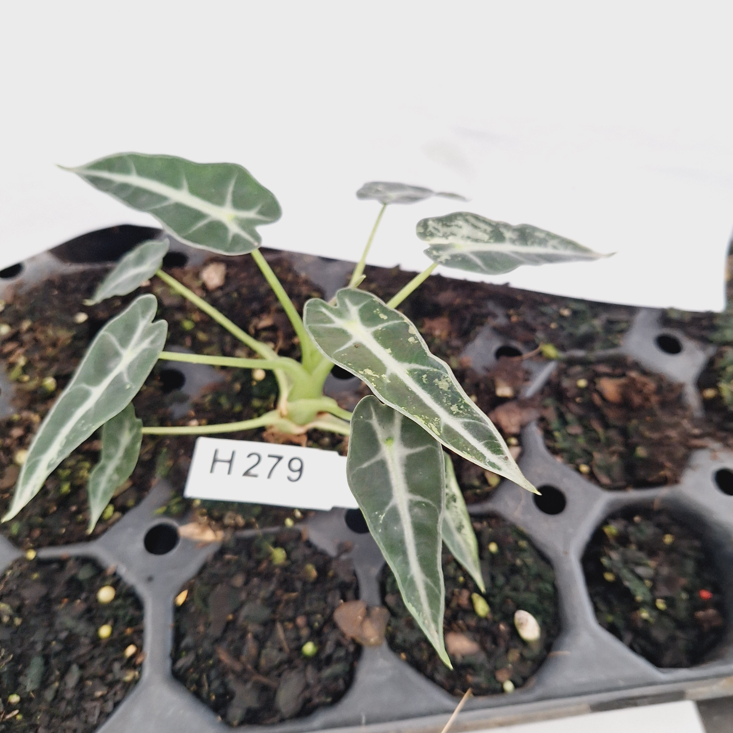 Alocasia Amazonica  bambino Variegata - Bare Bottom Baby - SALE