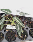 Alocasia Amazonica  bambino Variegata - Bare Bottom Baby - SALE