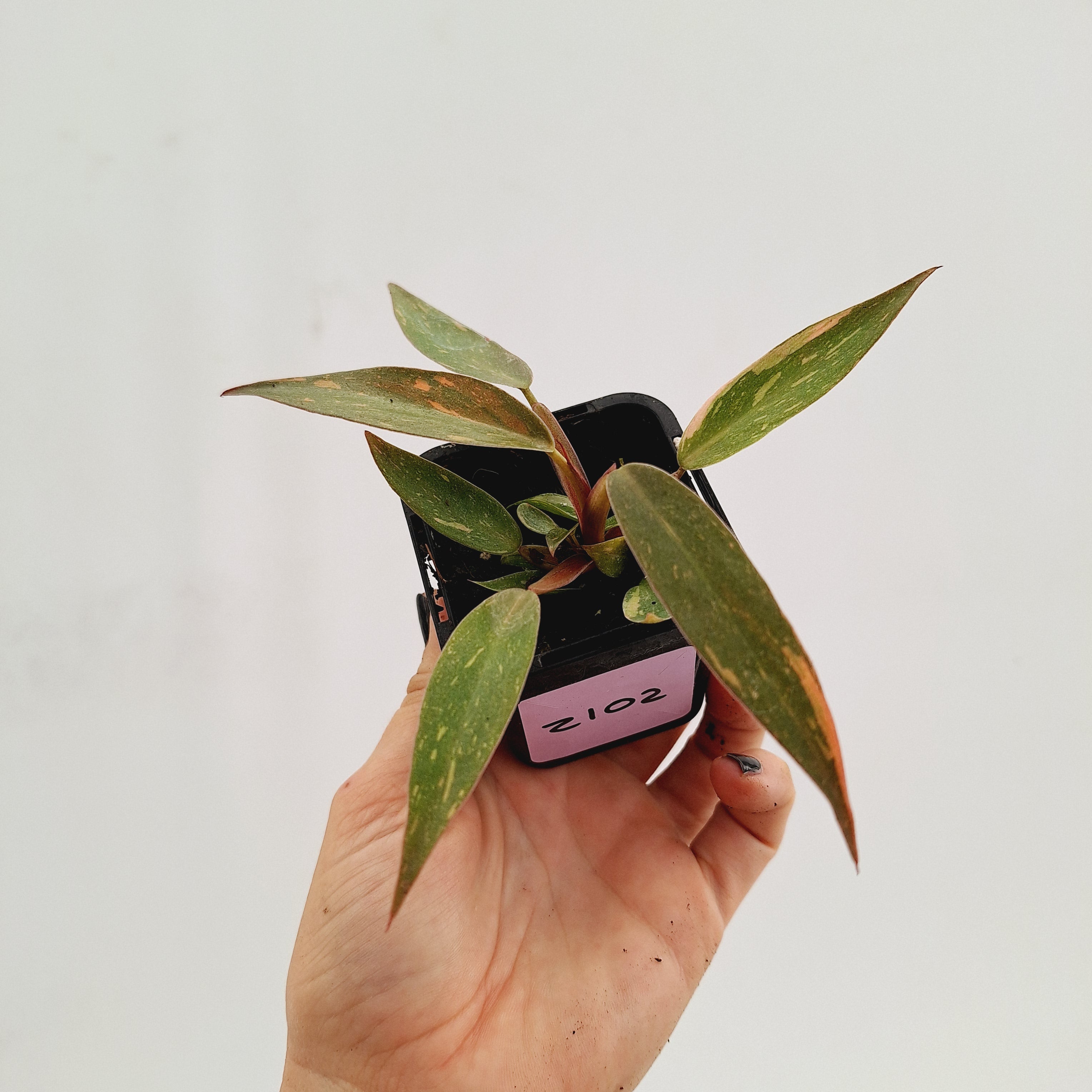 Philodendron &#39;Orange Princess&#39;